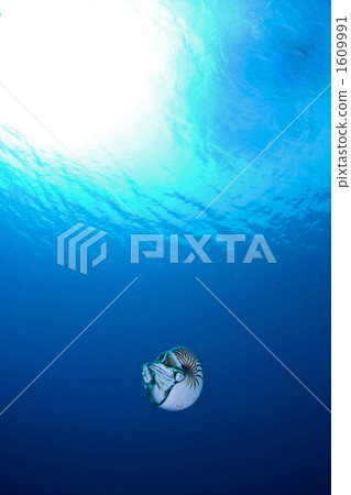 A living fossil Nautilus A living fossil Nautilus 1609991