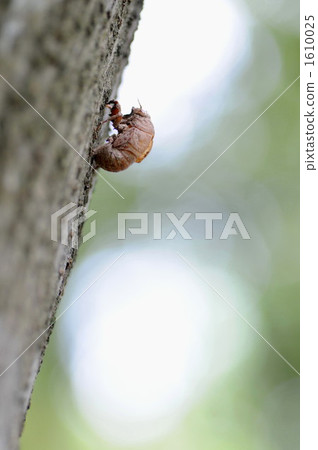 Cicada shell 1610025