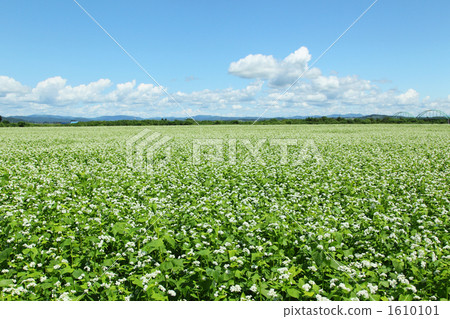Buckwheat field 1610101