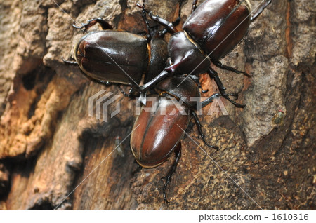 牙買加犀金龜 蟲子 漏洞 1610316