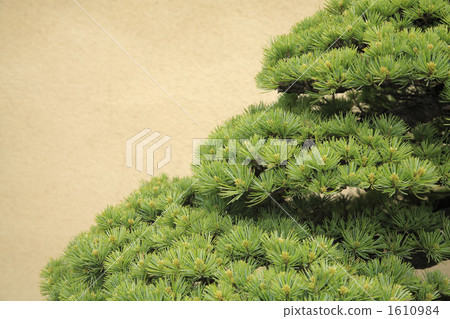 Pine bonsai 1610984