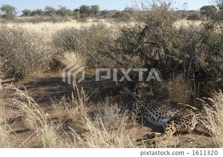 Cheetah at rest 1611320