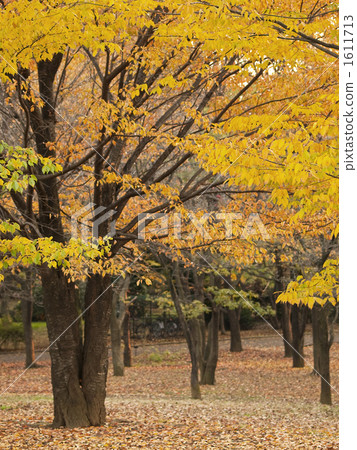 Autumnal leaves trees Autumnal leaves trees 1611713