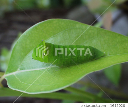 Caterpillar larvae of Aphilus japonicus stopping on the leaves of Camphor tree 1612020