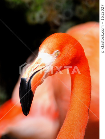 Flamingo Flamingo 1612027