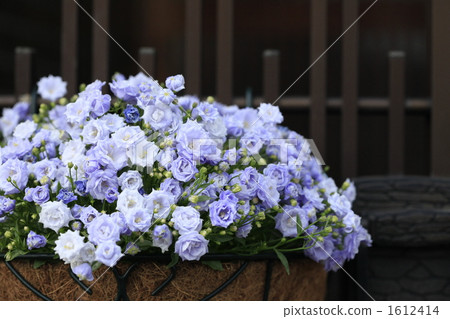Campanula Blue Wonder 1612414