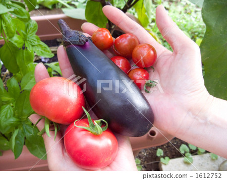 Harvesting of home gardens Hold tomatoes, eggplants and mini tomatoes with hands - sideways Harvesting of home gardens Hold tomatoes, eggplants and mini tomatoes with hands - sideways 1612752