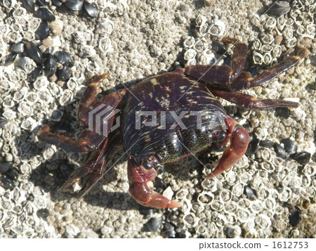 粗腿厚紋蟹 1612753