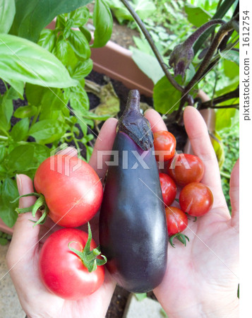 收穫家庭菜園蕃茄,茄子和微型蕃茄用手 - 垂直 收穫家庭菜園蕃茄,茄子和微型蕃茄用手 - 垂直 1612754
