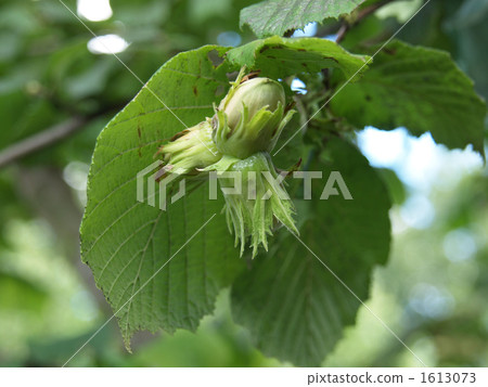 啤酒的苦味 1613073