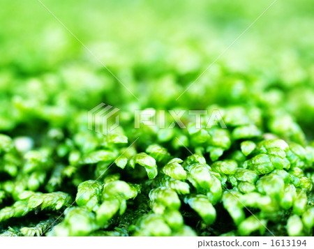 Fusafusa的苔蘚 1613194