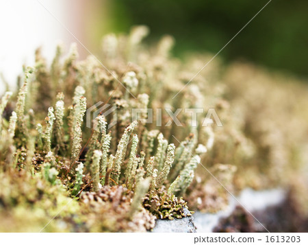 神秘的苔蘚 1613203