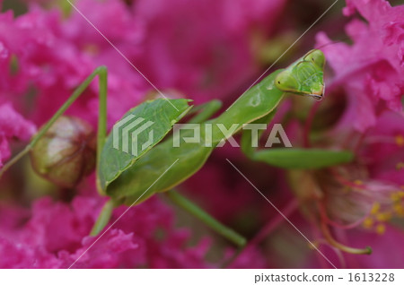 螳螂和鮮花 螳螂和鮮花 1613228