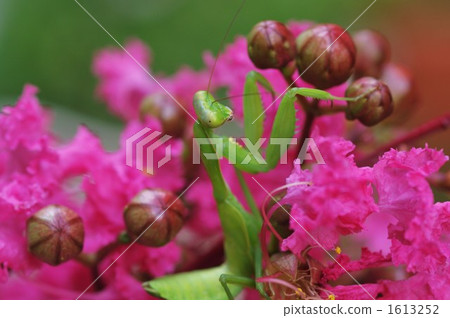 螳螂和鮮花 螳螂和鮮花 1613252
