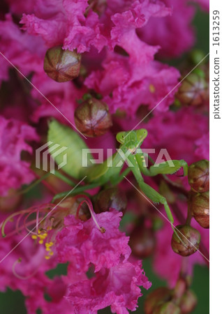 螳螂和鮮花 螳螂和鮮花 1613259