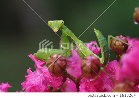 Mantis and flowers 1613264