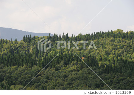 thicket, coppice, thickets 1613369