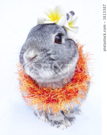 netherland dwarf, bunny, rabbit 1613387