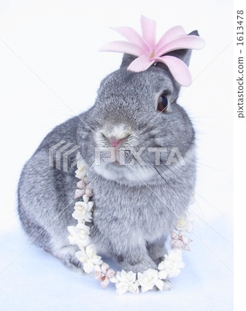 netherland dwarf, bunny, rabbit 1613478