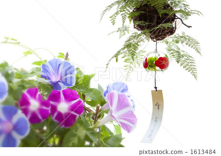 Morning glory and wind chimes 1613484