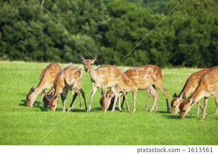 Deer in Nara Park 1613561