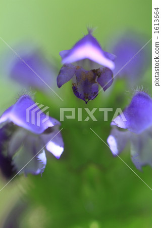 活力 快樂 明亮 1613664