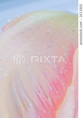 Petal with water droplet Petal with water droplet 1613802