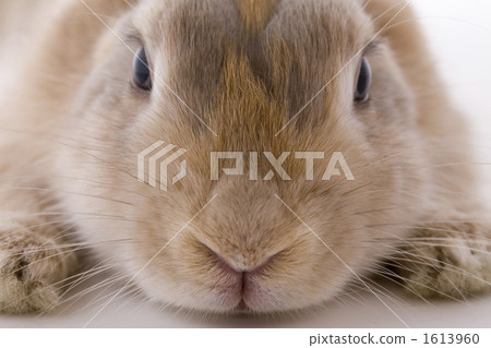 孩子兔子臉朝上 1613960