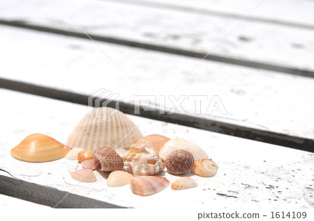 貝殼 貝殼 1614109