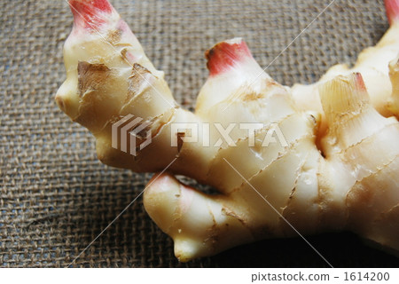 姜 新鮮生薑 根菜類 1614200