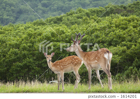 兩個Ezoshika 1614201