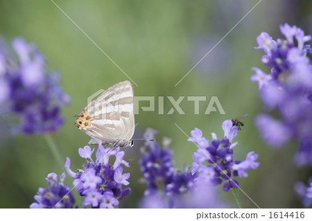 Blister butterfly and lavender Blister butterfly and lavender 1614416