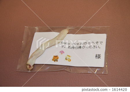 臍帶 1614420
