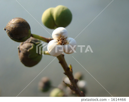 White fruit of Chinese tallow 1614466