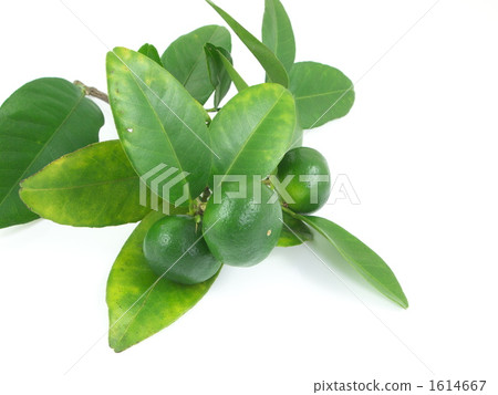 扁實檸檬 1614667