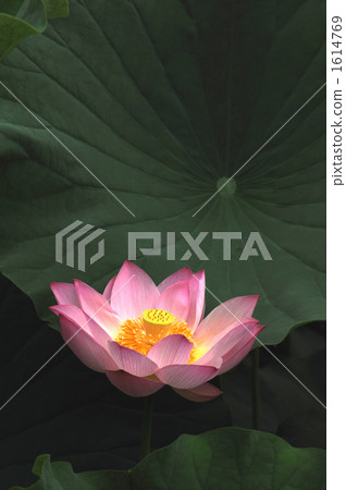 蓮花 蓮花 1614769