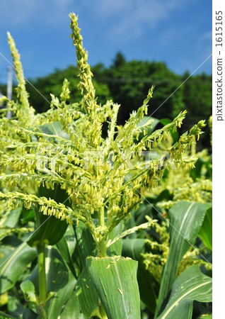 Corn field 1615165