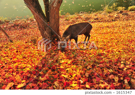 晚秋奈良和鹿 1615347
