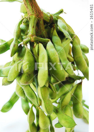 edamame, green soybean, soya bean 1615481