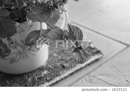 Mint flowers 1615521