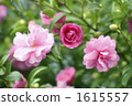 紅花	 1615557
