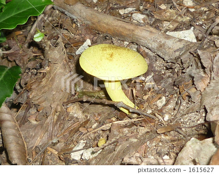 黃蘑菇 1615627