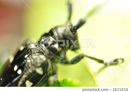 Affiliation Affiliation 1615819