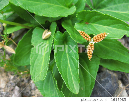 Violet seeds 1615985