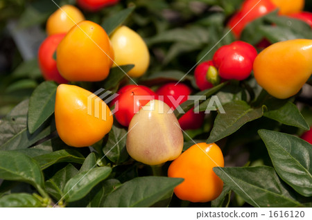 Goshiki Capsicum 1616120