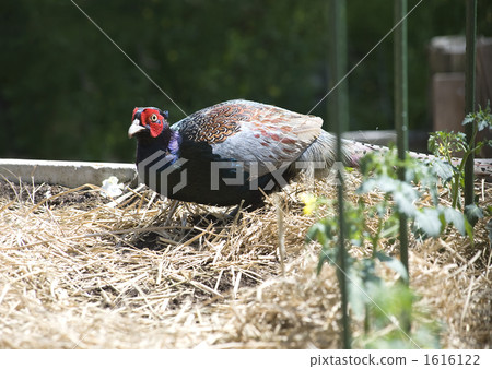 日本野雞 綠雉 菜地 1616122