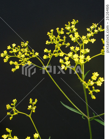 patrinia, botanic, botanical 1616466