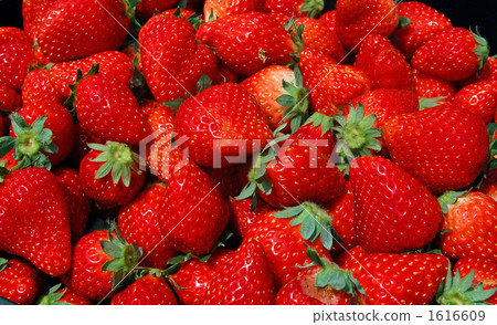 Freshly harvested fresh strawberries 1616609