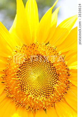 sunflower sunflower 1616614