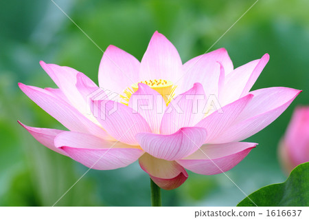 蓮花 1616637